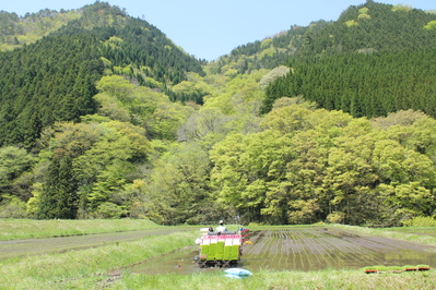 田植