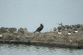 カワウ