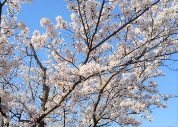 桜