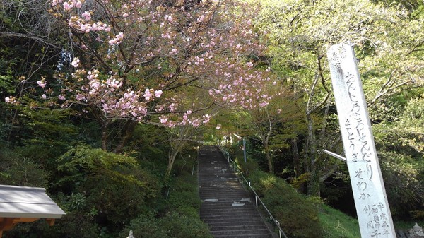 八重桜