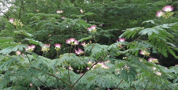 ねむの花