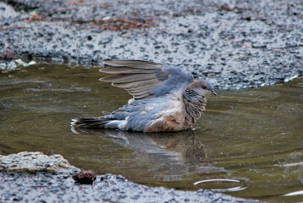 山鳩２