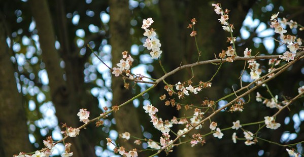 梅の花