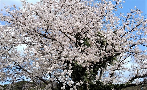 桜