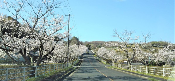 桜並木