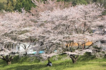 桜