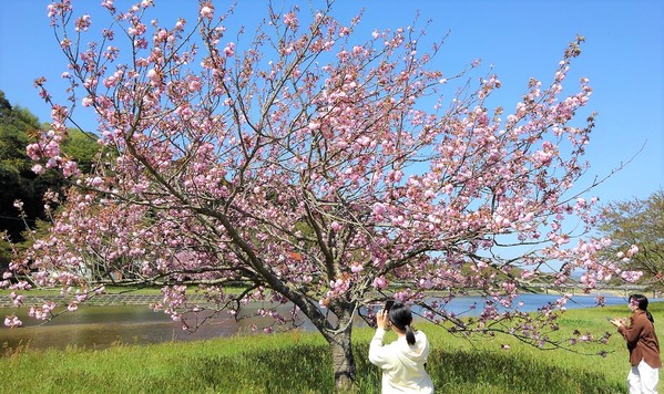 桜