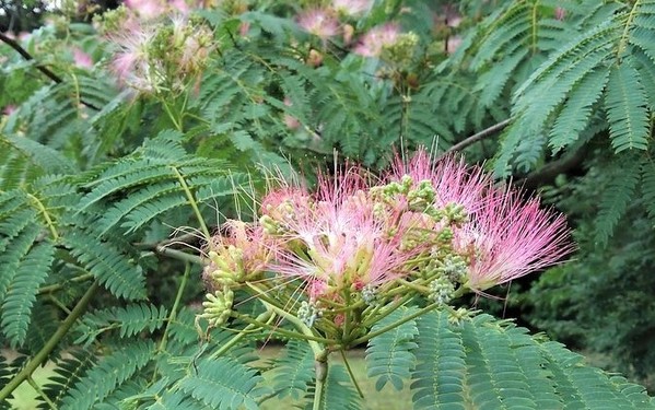 ねむの木の花