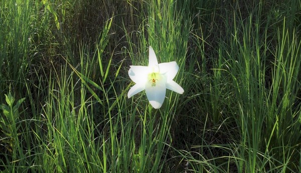 ユリの花