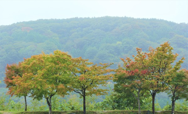 紅葉の気配