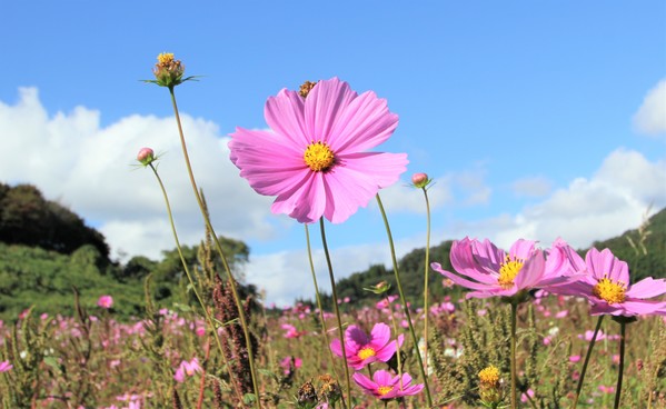 花