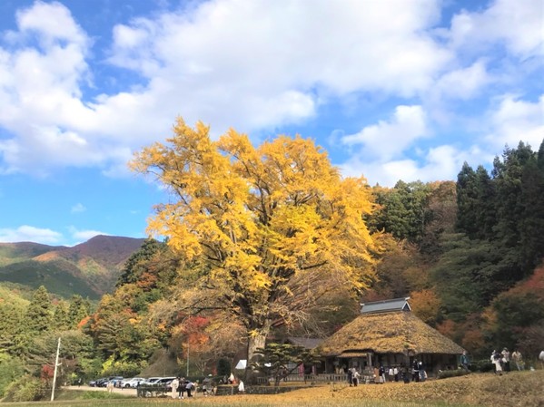 銀杏