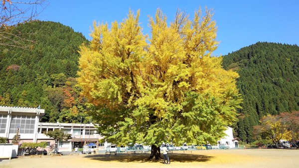 日南の銀杏