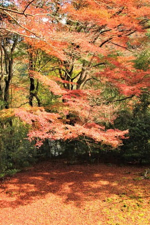 紅葉