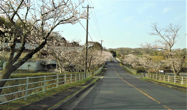 公園墓地