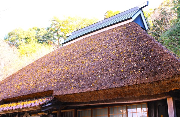 屋根に銀杏が