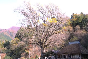 大銀杏