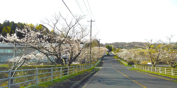 公園の桜