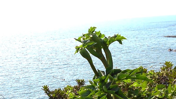 海