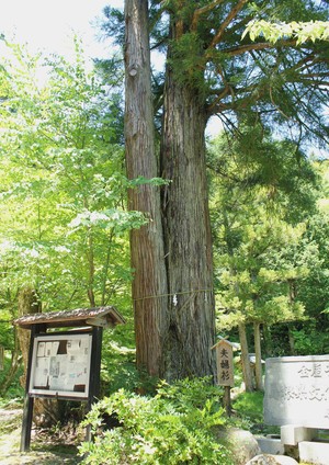 夫婦杉