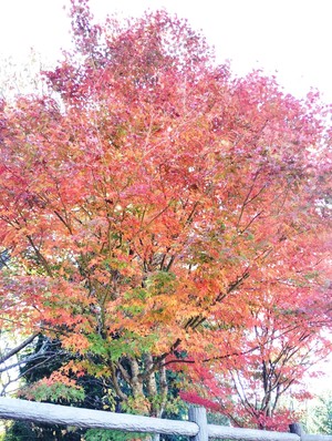 紅葉