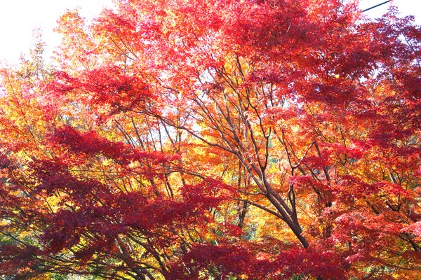 紅葉