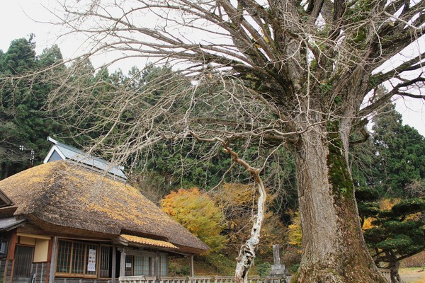 金言寺