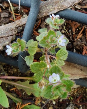 草花