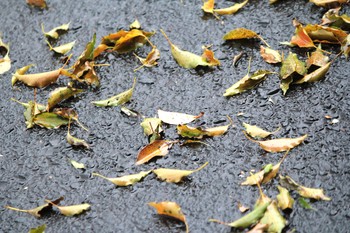 雨に濡れて