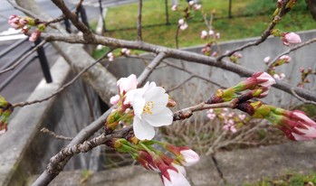 桜