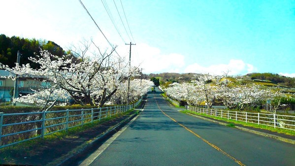 桜