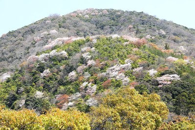 山桜