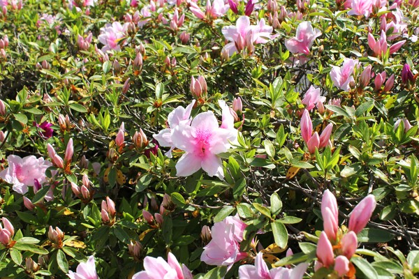 ツツジの花