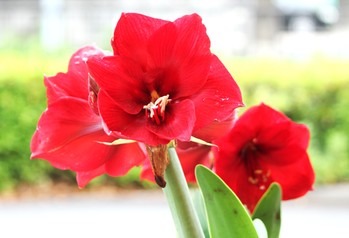 花の命