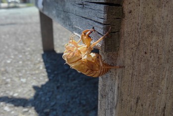 セミの抜け殻