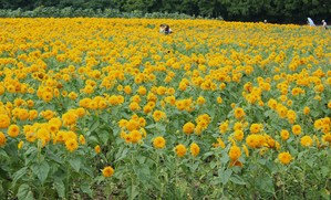 ひまわりの花