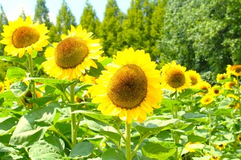ひまわりの花