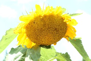 ひまわり