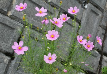 秋桜