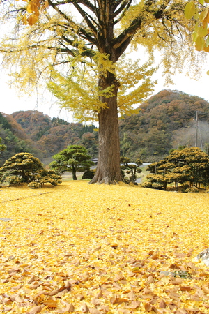 明泉寺のイチョウ