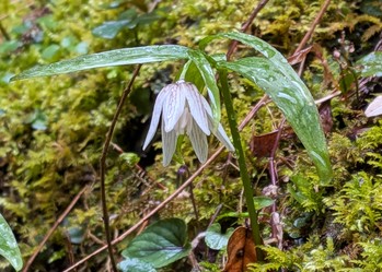 イズモコバイモ