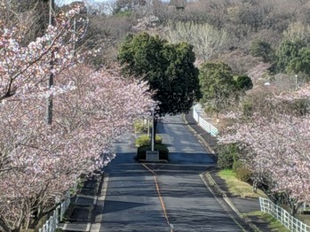 桜並木