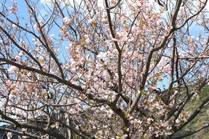 八重桜