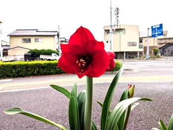アマリリス