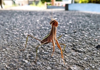 カマキリ