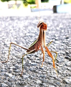 カマキリ