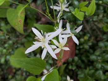 白い花